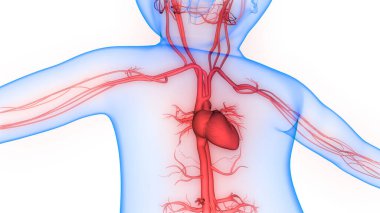 İnsan Dolaşım Sistemi Kalp Anatomisi. Üç Boyut