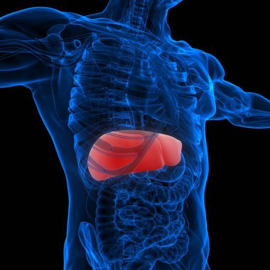 İnsan vücudu karaciğer anatomisi. Üç Boyut