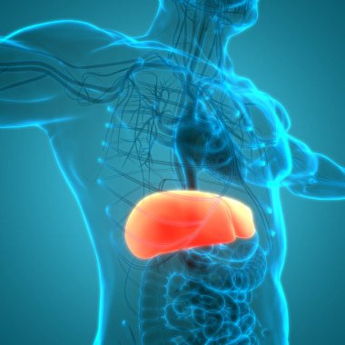 İnsan vücudu karaciğer anatomisi. Üç Boyut