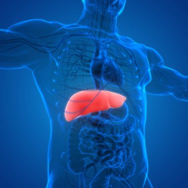 İnsan vücudu karaciğer anatomisi. Üç Boyut
