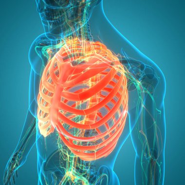 İnsan iskeletinin 3 boyutlu tasviri Kaburga Kafesi Anatomisi