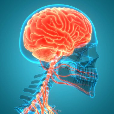 İnsan Sinir Sistemi Beyin Anatomisi Merkezi Organı. Üç Boyut