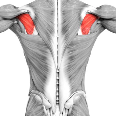 İnsan Kas Sistemi Gövde Kasları İnfraspinatus Kas Anatomisi. Üç Boyut