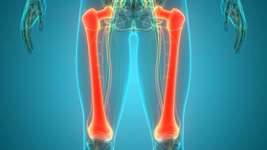 İnsan İskelet Sistemi 'nin 3 boyutlu tasviri Eklem Kemikleri Anatomisi