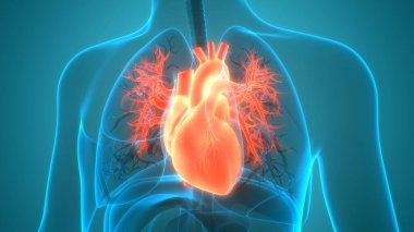 İnsan Dolaşım Sistemi Kalp Anatomisi. Üç Boyut