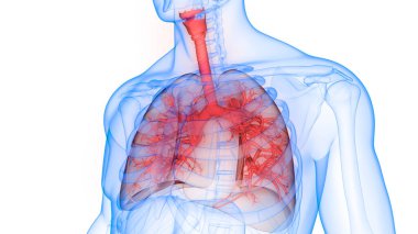 İnsan Solunum Sistemi Akciğerleri Anatomisi. Üç Boyut