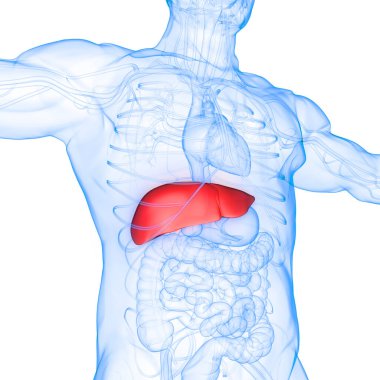 İnsan vücudu karaciğer anatomisi. Üç Boyut