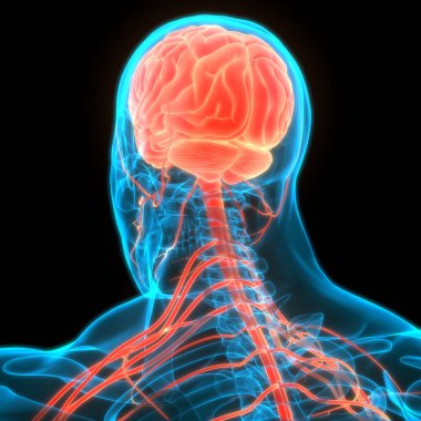 İnsan Sinir Sistemi Beyin Anatomisi Merkezi Organı. Üç Boyut
