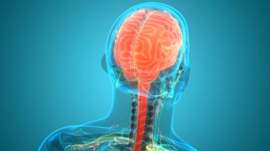 İnsan Sinir Sistemi Beyin Anatomisi Merkezi Organı. Üç Boyut