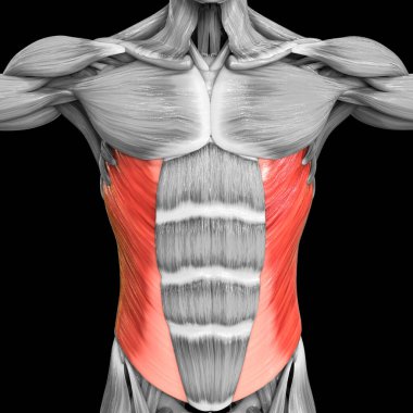 İnsan Kas Sistemi Gövde Kasları Abdominal Dış Oblik Kas Anatomisi. Üç Boyut