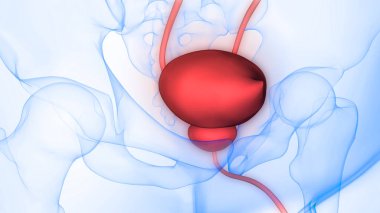 İnsan idrar torbası anatomisi. Üç Boyut