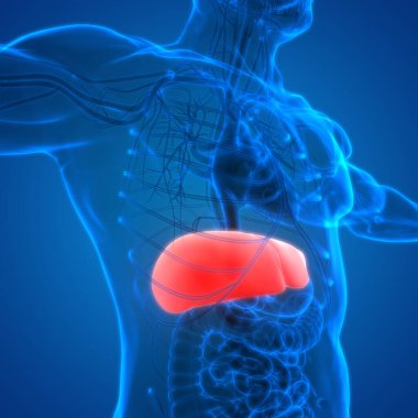 İnsan vücudu karaciğer anatomisi. Üç Boyut