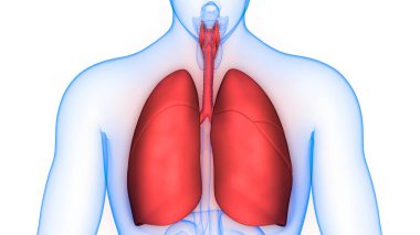 İnsan Vücut Organları (Ciğerleri) 3D