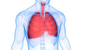 İnsan Solunum Sistemi Akciğerleri Anatomisi. Üç Boyut