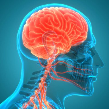 İnsan Sinir Sistemi Beyin Anatomisi Merkezi Organı. Üç Boyut