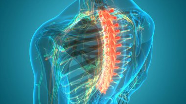 İnsan İskelet Sistemi Anatomisi 'nin Omurga Omurgası. Üç Boyut