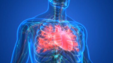 İnsan Dolaşım Sistemi Kalp Anatomisi. Üç Boyut