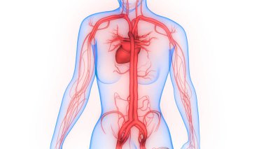 İnsan Dolaşım Sistemi Kalp Anatomisi. Üç Boyut