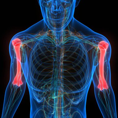 İnsan iskeleti anatomisi (Humerus Bones). Üç Boyut