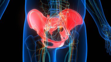 İnsan iskelet sistemi kalça anatomisi. 3D - Görüntü