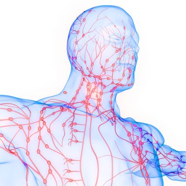 Human Internal system Lymph Nodes Anatomy. 3D clipart