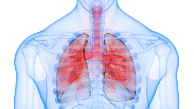 İnsan Solunum Sistemi Akciğerleri Anatomisi. Üç Boyut