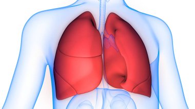 İnsan Vücut Organları (Ciğerleri) 3D