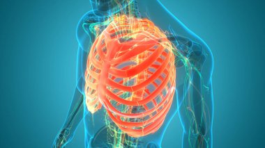 İnsan iskeletinin 3 boyutlu tasviri Kaburga Kafesi Anatomisi