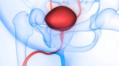 İnsan idrar torbası anatomisi. Üç Boyut