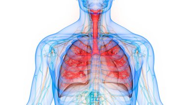 İnsan Vücut Organları (Ciğerleri) 3D