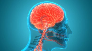İnsan Sinir Sistemi Beyin Anatomisi Merkezi Organı. Üç Boyut