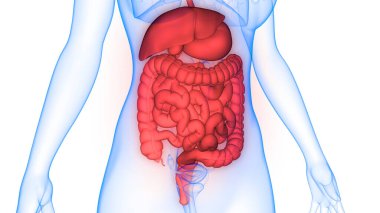 İnce bağırsak anatomisi olan insan sindirim sistemi midesi. Üç Boyut