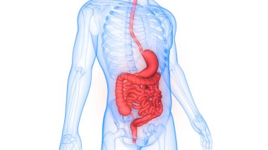 İnce bağırsak anatomisi olan insan sindirim sistemi midesi. Üç Boyut
