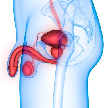Erkek Üreme Sistemi Anatomisi. Üç Boyut