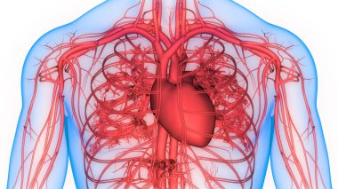 İnsan Dolaşım Sistemi Kalp Anatomisi. Üç Boyut