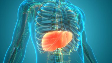 İnsan vücudu karaciğer anatomisi. Üç Boyut