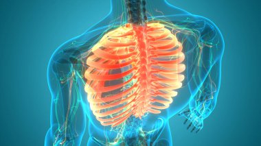 İnsan iskeletinin 3 boyutlu tasviri Kaburga Kafesi Anatomisi