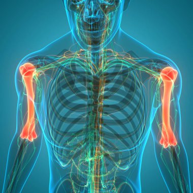 İnsan iskeleti anatomisi (Humerus Bones). Üç Boyut