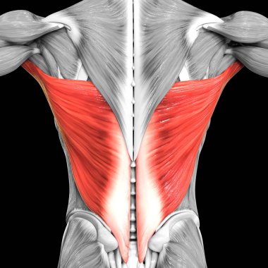 İnsan Kas Sistemi Gövde Kasları Latissimus Dorsi Kas Anatomisi. Üç Boyut