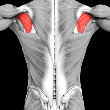 İnsan Kas Sistemi Gövde Kasları İnfraspinatus Kas Anatomisi. Üç Boyut