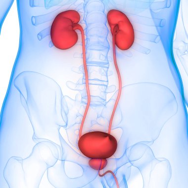 İnsan İdrar Sistemi Böbrekleri Anatomisi. Üç Boyut