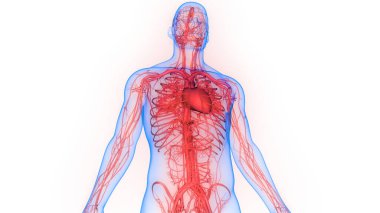 İnsan Dolaşım Sistemi Kalp Anatomisi. Üç Boyut