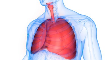 İnsan Solunum Sistemi Akciğerleri Anatomisi. Üç Boyut
