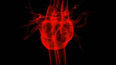 İnsan Dolaşım Sistemi Kalp Anatomisi. Üç Boyut