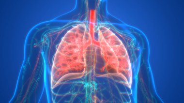 İnsan iskeletinin 3 boyutlu tasviri Kaburga Kafesi Anatomisi