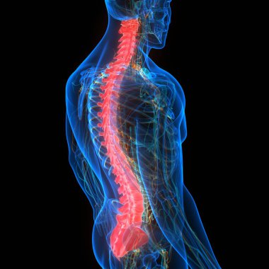 İnsan İskelet Sistemi Anatomisinin Omurları