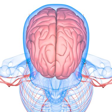 İnsan Sinir Sistemi Beyin Anatomisi Merkezi Organı. Üç Boyut