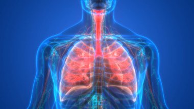 İnsan iskeletinin 3 boyutlu tasviri Kaburga Kafesi Anatomisi