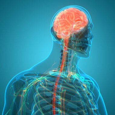 İnsan Sinir Sistemi Beyin Anatomisi Merkezi Organı. Üç Boyut