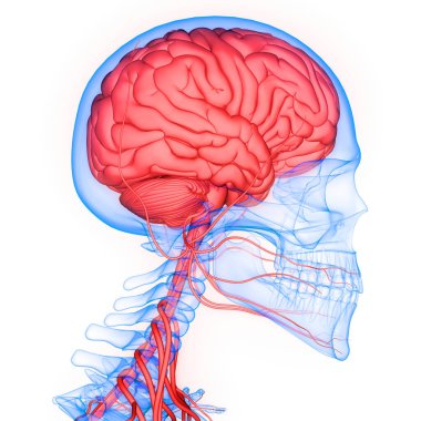 İnsan Sinir Sistemi Beyin Anatomisi Merkezi Organı. Üç Boyut